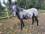 Welsh pony's, Dieren en Toebehoren, Pony's, Merrie, 3 tot 6 jaar