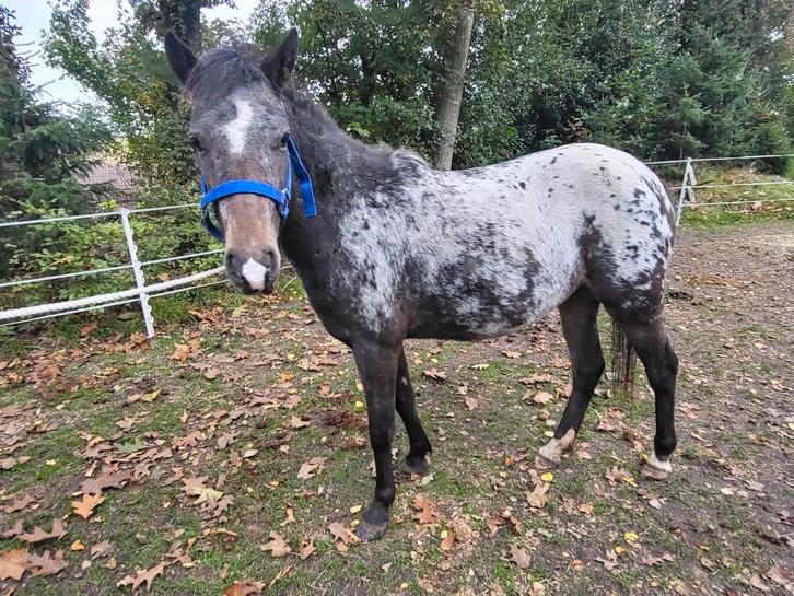 Welsh pony's, Dieren en Toebehoren, Pony's, Merrie, 3 tot 6 jaar