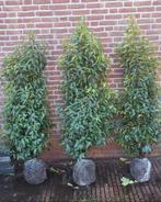 Prunus lusitanica angustifolia portugese laurier, Tuin en Terras, Planten | Struiken en Hagen, Ophalen of Verzenden, Laurier, 100 tot 250 cm