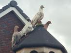 Prachtige Oosterse rollers, Meerdere dieren, Tuimelaar of Roller