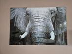 Glas schilderij olifant 120x80 groot schilderij, Ophalen of Verzenden