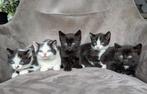 Hele leuke en lieve kittens, Dieren en Toebehoren, Katten en Kittens | Overige Katten, Kater, Kortharig, 0 tot 2 jaar