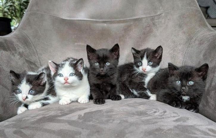 Hele leuke en lieve kittens, Dieren en Toebehoren, Katten en Kittens | Overige Katten, Kortharig, Kater, 0 tot 2 jaar