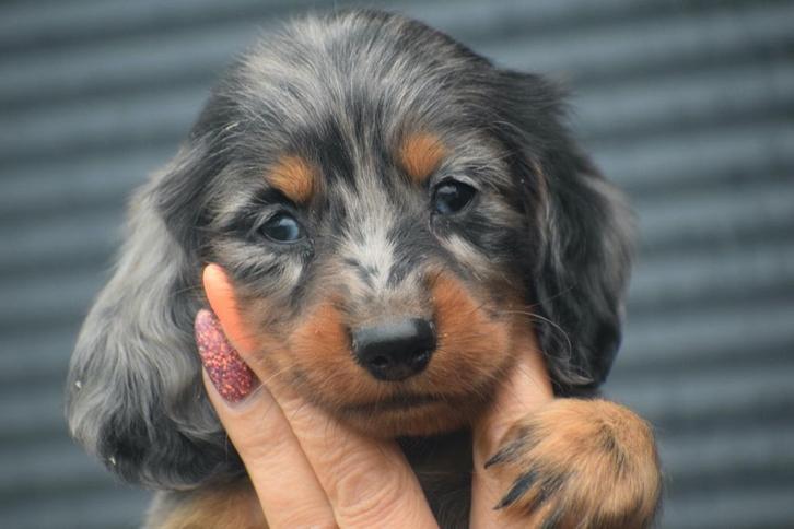 Teckel langhaar bij ons geboren, Dieren en Toebehoren, Honden | Teckels en Dashonden, Meerdere dieren, Langhaar, Dwerg, Fokker | Professioneel