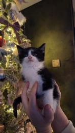 Kittens ter adoptie, nog 1 poesje over, Dieren en Toebehoren, Katten en Kittens | Overige Katten, Meerdere dieren, 0 tot 2 jaar