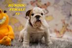 Gezonde en mooie Engelse bulldog-puppy's, Dieren en Toebehoren, Honden | Bulldogs, Pinschers en Molossers, Rabiës (hondsdolheid)