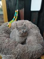 Mooie brits korthaar kittens( nog 1 poesje), Dieren en Toebehoren, Katten en Kittens | Raskatten | Korthaar, Meerdere dieren, Gechipt