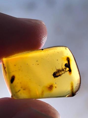 Birmees Amber (P2) met skelet of huid van onbekend insect. beschikbaar voor biedingen
