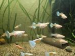 Albino platinum guppies, Vis