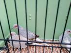 Diamantduifjes, Dieren en Toebehoren, Vogels | Overige Vogels, Meerdere dieren, Tropenvogel
