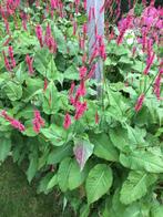 Rode persicaria hoogte 1.50 prijs per potje €1,00, Tuin en Terras, Planten | Tuinplanten, Ophalen of Verzenden