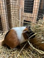 Super mooi jong cavia zeugje, Dieren en Toebehoren, Knaagdieren, Cavia, Augustus, Vrouwelijk, Tam