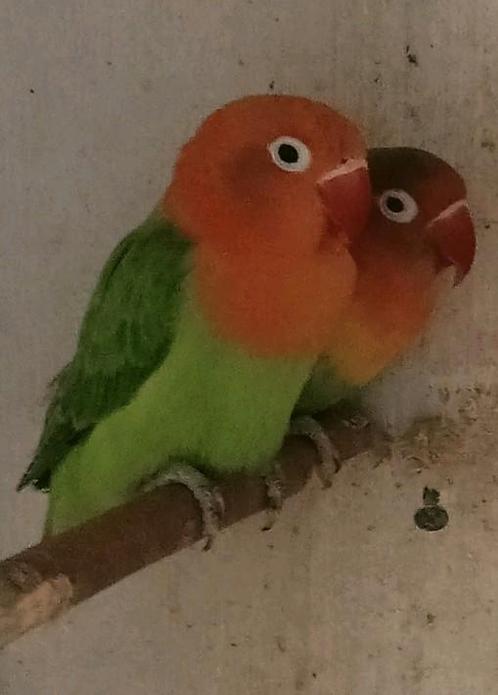 Prachtig koppel agapornis fisheri opaline x pastelino, Dieren en Toebehoren, Vogels | Parkieten en Papegaaien, Dwergpapegaai of Agapornis