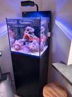 Red Sea aquarium max nano glass 75l incl meubel, Dieren en Toebehoren, Ophalen, Gebruikt, Gevuld zeewateraquarium
