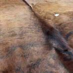 Kalfshuid  donkerbruin 140/130, Gebruikt, Etten-Leur, DJT@dejuistetoon.eu, Ophalen of Verzenden