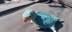 Jonge blauwe halsbandparkieten, Dieren en Toebehoren, Vogels | Parkieten en Papegaaien, Geslacht onbekend, Parkiet, Tam