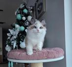 Ragdoll, Kater, Gechipt, 0 tot 2 jaar