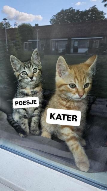 Twee lieve kittens van 10 weken oud mogen meteen weg beschikbaar voor biedingen