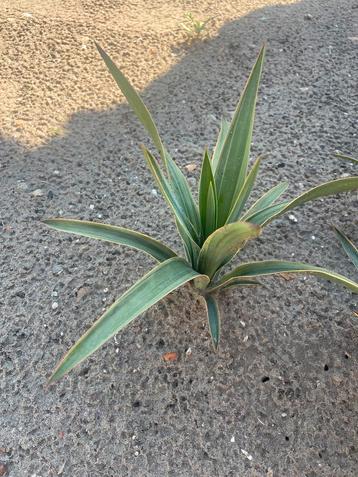 Leuke yucca beschikbaar voor biedingen