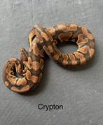 Koningspython ballpython Crypton man, Slang, 0 tot 2 jaar