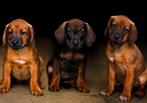 Rhodesian Ridgeback pups, Dieren en Toebehoren, Honden | Herdershonden en Veedrijvers, Rabiës (hondsdolheid), Overige rassen, 8 tot 15 weken