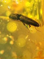 Birmees Amber (L) met insluiting Coleoptera kever., Fossiel, Verzenden