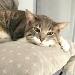 Kater Tommy, Dieren en Toebehoren, Katten en Kittens | Overige Katten, Kater, Kortharig, 0 tot 2 jaar