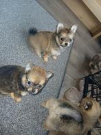 Pomchi pups, Overige rassen, 8 tot 15 weken, Teef, Parvo