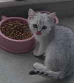 3 Lieve Britse Korthaar Kittens  ,  LAATSTE OVER, Dieren en Toebehoren, Katten en Kittens | Raskatten | Korthaar, Meerdere dieren