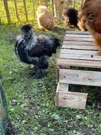 zijdehoender haantje, Dieren en Toebehoren, Pluimvee, Mannelijk, Kip