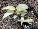 Epipremnum Pinnatum Marble Variegata, Huis en Inrichting, Kamerplanten, Overige soorten, Minder dan 100 cm, Ophalen of Verzenden