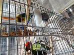 Agapornis, Dieren en Toebehoren, Dwergpapegaai of Agapornis