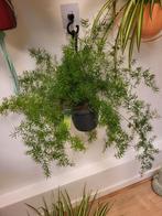 asparge hangplant, Ophalen of Verzenden