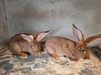 Haaskleurige vlaamse reus, Meerdere dieren, Groot