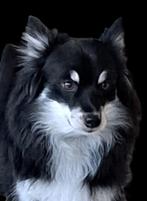 Pomsky F2 pups, Parvo, 8 tot 15 weken, Poolhond, Meerdere