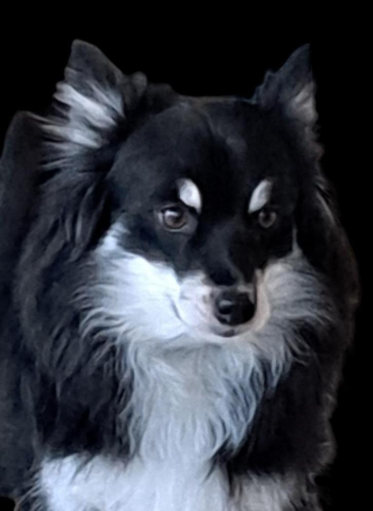 Pomsky F2 pups, Dieren en Toebehoren, Honden | Poolhonden, Keeshonden en Oertypen, Meerdere dieren, Poolhond, Particulier, Meerdere