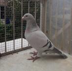 TOP Show en kleur postduiven., Dieren en Toebehoren, Meerdere dieren, Postduif