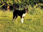 Border Collie Dekreu driekleur, 6 jaar of ouder, Reu, CDV (hondenziekte), Collie