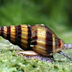 Volwassen Helena slakken, Dieren en Toebehoren, Vissen | Aquariumvissen, Slak of Weekdier