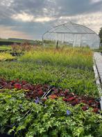 Prachtige tuinplanten - scherp geprijsd - ZATERDAG GEOPEND, Ophalen of Verzenden, Zomer, Overige soorten, Halfschaduw