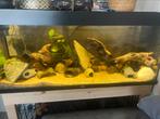 Mooi aquarium te koop 121/41/50, Dieren en Toebehoren, Vissen | Aquaria en Toebehoren, Ophalen, Zo goed als nieuw, Gevuld zoetwateraquarium