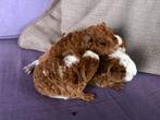Jonge cavia’s, Vrouwelijk, Voor 1 juli 2024
