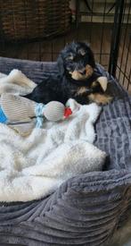 Ruwharige teckel puppy's, 8 tot 15 weken, Dwerg, Meerdere, Meerdere dieren