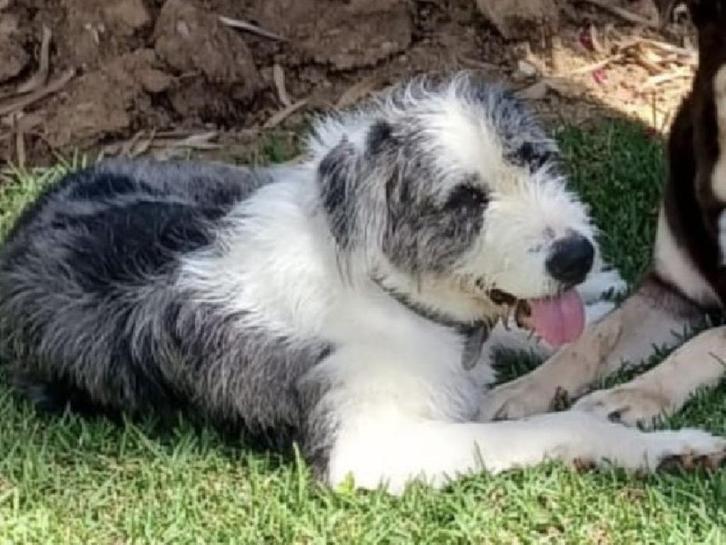 ACE: Ziva is een echt knuffelmeisje, Dieren en Toebehoren, Honden | Niet-rashonden, Klein, Teef, Particulier, Eén hond, Buitenland