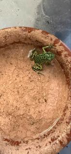 Diverse oophaga pumilio, Amfibie, 0 tot 2 jaar