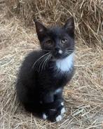 Lieve kittens (mogen weg), Dieren en Toebehoren, Katten en Kittens | Overige Katten, Meerdere dieren, Kortharig, 0 tot 2 jaar