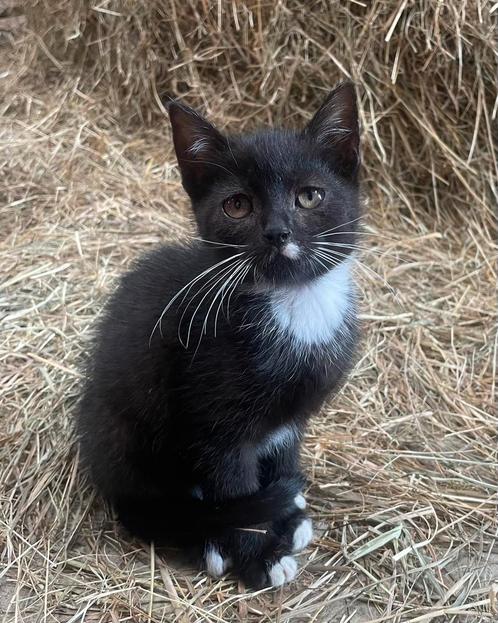 Lieve kittens (mogen weg), Dieren en Toebehoren, Katten en Kittens | Overige Katten, Kortharig, Meerdere dieren, 0 tot 2 jaar