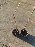 Druiven struiken (MET EN ZONDER PIT), Minder dan 100 cm, Lente, Overige soorten, In pot