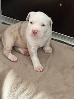 American Bully XL Pup, Dieren en Toebehoren, Parvo, 8 tot 15 weken, Groot, Meerdere