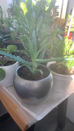 Vet plant met pot €8, Huis en Inrichting, Kamerplanten, Ophalen, Halfschaduw, Minder dan 100 cm